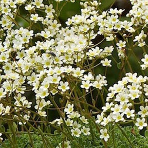 Saxifrage paniculé - Saxifraga paniculata - Plantes