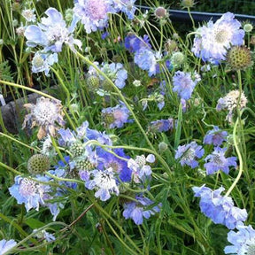 Scabieuse du Caucase Clive Greaves - Scabiosa caucasica clive greaves - Plantes