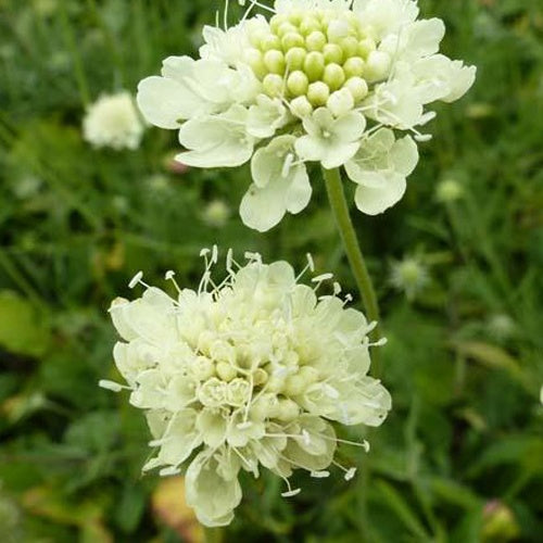 3 Scabieuses jaune pâle Moon Dance - Scabiosa ochroleuca moon dance - Plantes