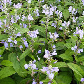 Scutellaire Incana Scutellaire - Scutellaria incana - Plantes