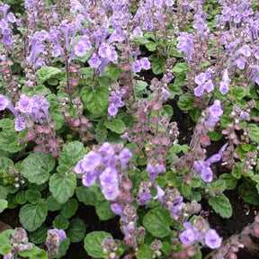 Scutellaire orientale à petites fleurs - Scutellaria indica var. parvifolia - Plantes