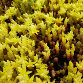 3 Orpins âcres Yellow Queen Poivres des murailles - Sedum acre yellow queen - Plantes