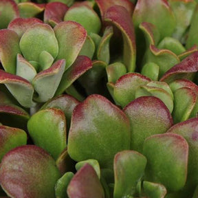 Orpin spatulé Darkness - Sedum spathulifolium darkness - Plantes