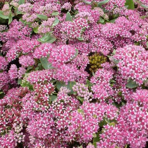 Orpin Abbeydore - Sedum abbeydore - Plantes