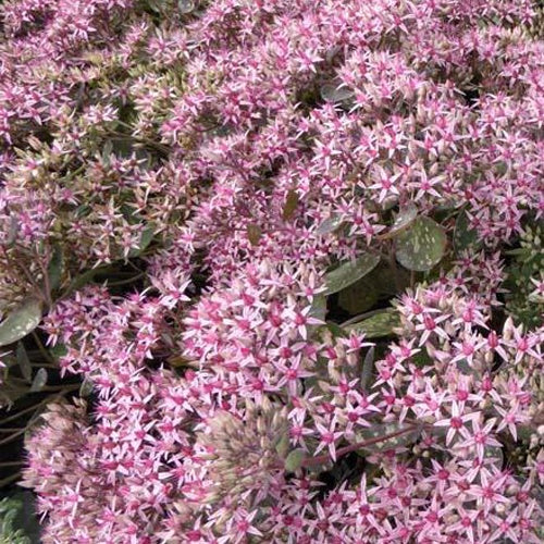 Orpin Cloud Walker - Sedum cloud walker - Plantes