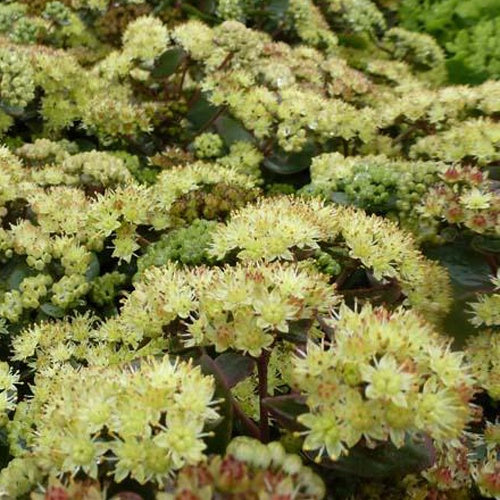 Sedum Hab Gray Orpin Hab Gray - Sedum hab gray - Plantes