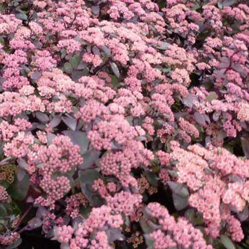 Orpin Karlfunkelstein - Sedum telephium karfunkelstein - Plantes