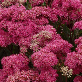 Orpin Mr Goodbud Hylotelephium Mr Goodbud - Sedum mr goodbud - Plantes