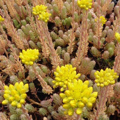 3 Orpin réfléchi Blue Spruce - Sedum rupestre blue spruce - Plantes