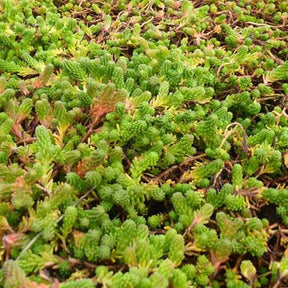 3 Orpin de Boulogne Orpin doux Orpin à six angles - Sedum sexangulare - Plantes