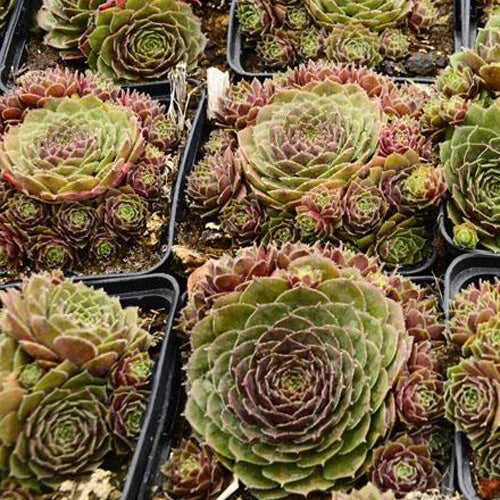 3 Joubarbes Granat - Sempervivum granat - Plantes