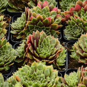 3 Joubardes Velvet Red - Sempervivum marmoreum red velvet - Plantes