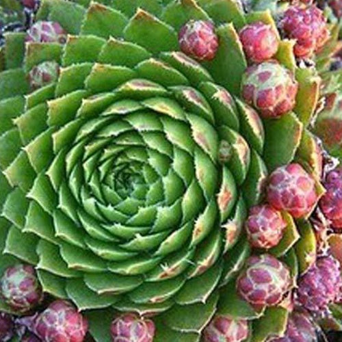 3 Joubarbes des toits Artichaut bâtard Herbe du tonnerre - Sempervivum tectorum - Plantes