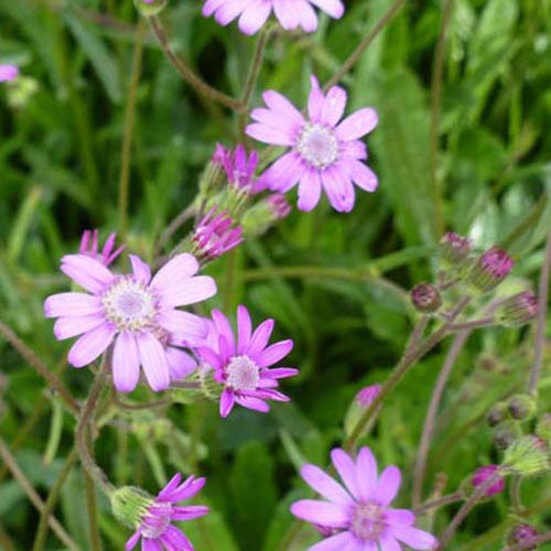 Séneçon rose - Senecio polyodon - Plantes