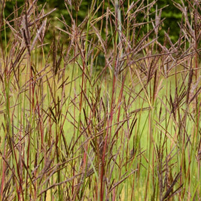 Andropogon Purple Konza - Andropogon hallii j.s. purple konza - Plantes