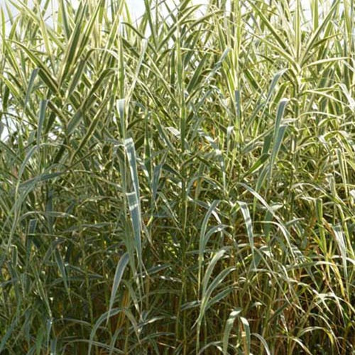 Canne de Provence Versicolor Canne de Provence panachée de blanc - Arundo donax versicolor - Plantes