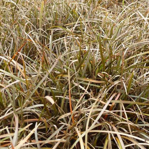 Laîche de Berggren - Carex berggrenii - Plantes