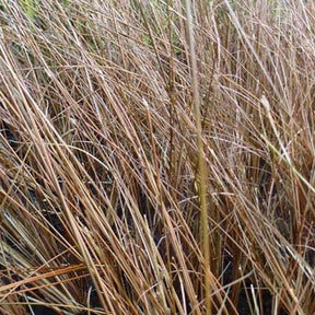 Laîche de Buchanan Frank's Hair - Carex buchananii franks hair - Plantes