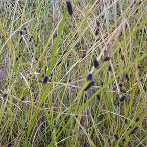 Laîche orangée Laîche d'automne - Carex dipascea - Plantes