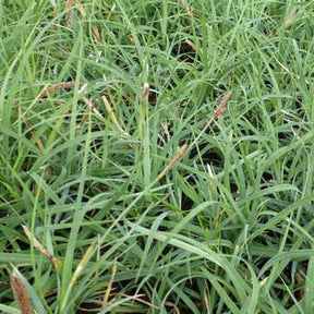 3 Laîches jaunes - Carex flava - Plantes