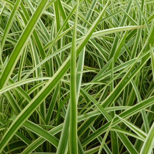 Laîche du Japon Aureovariegata Laîche japonaise panachée - Carex morrowii aureovariegata - Plantes