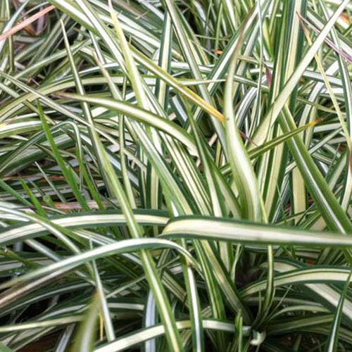 Laîche pied-doiseau panachée - Carex ornithopoda variegata - Plantes