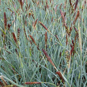 Laîche faux-panic - Carex panicea - Plantes