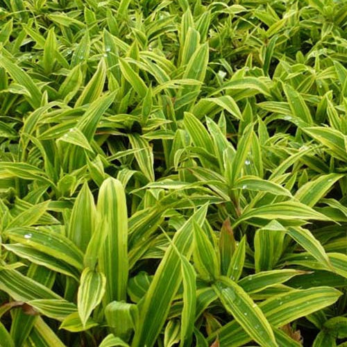 Laîche ciliée panachée Shima Nishiki - Carex ciliatomarginata shima-nishiki - Plantes