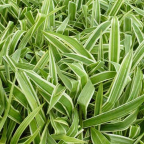 Laîche de fer Variegata - Carex siderosticha variegata - Plantes