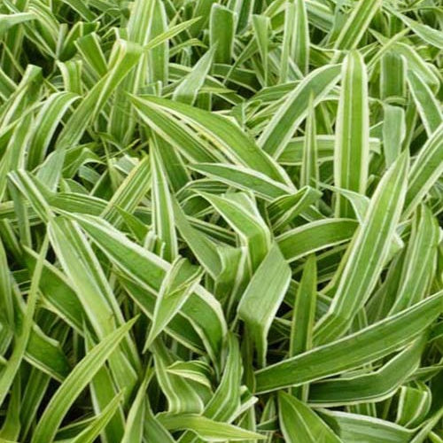 Laîche de fer Variegata - Carex siderosticha variegata - Plantes