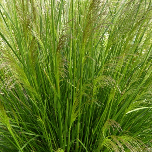 3 Canches cespiteuses Pixie Fountain - Deschampsia cespitosa pixie fountain - Plantes