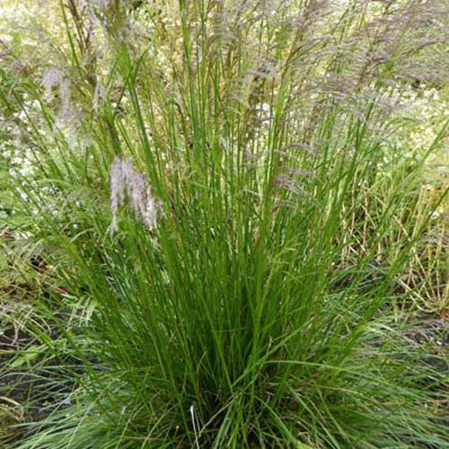 3 Canches cespiteuses Tardiflora - Deschampsia cespitosa tardiflora - Plantes