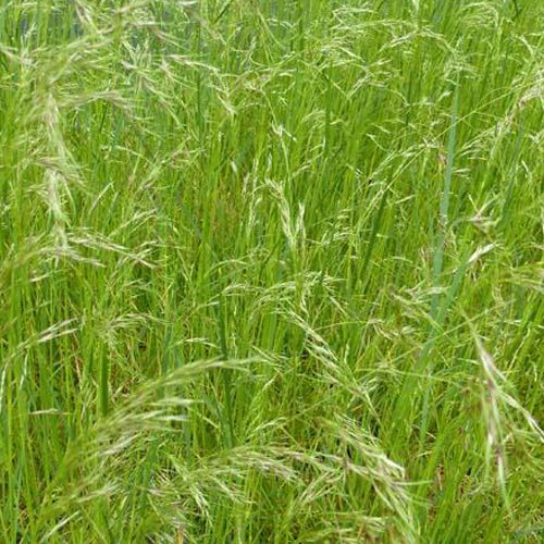 Canche cespiteuse Cespitosa - Deschampsia cespitosa subsp. cespitosa - Plantes