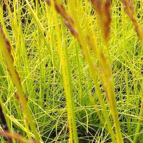 Canche flexueuse Tatra Gold - Deschampsia flexuosa tatra gold - Plantes