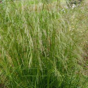 3 Canches cespiteuses Tauträger - Deschampsia cespitosa tauträger - Plantes