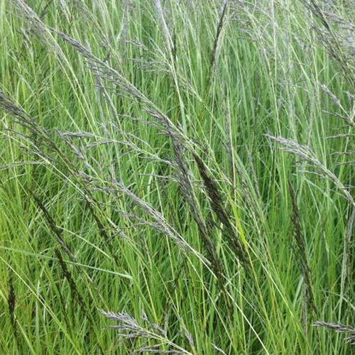 Herbe d'amour courbée - Eragrostis curvula - Plantes