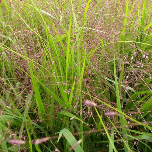 Herbe de l'Amour Great Plains - Eragrostis spectabilis great plains - Plantes