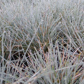 3 Fétuques bleue Azurit - Festuca glauca azurit - Plantes