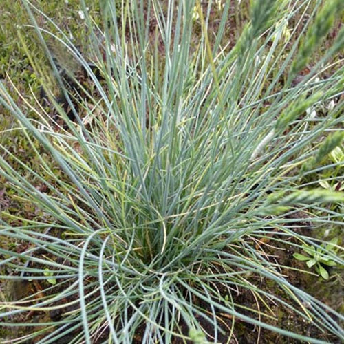 3 Fétuques bleue Eisvogel - Festuca glauca eisvogel - Plantes