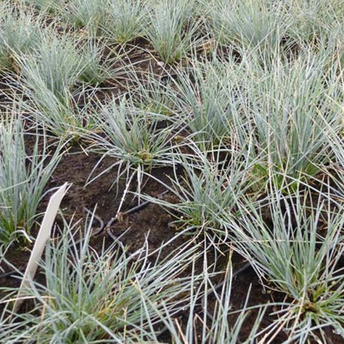 3 Fétuques bleue Harz - Festuca glauca harz - Plantes