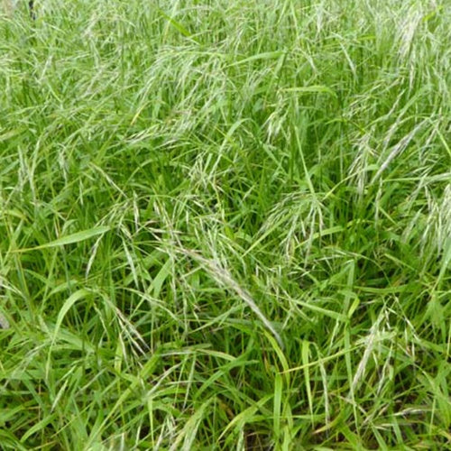 Fétuque géante - Festuca gigantea - Plantes