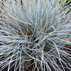 3 Fétuques bleue Silberreiher - Festuca glauca silberreiher - Plantes