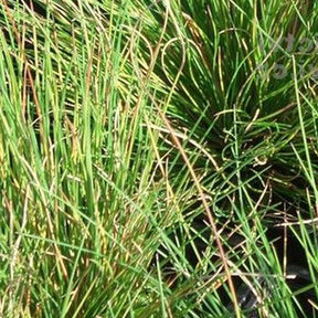 3 Fétuques Hoggar - Festuca hoggar - Plantes