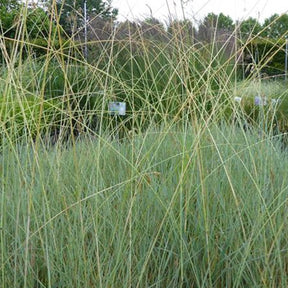 Avoine vivace Saphirsprudel - Helictotrichon sempervirens saphirsprudel - Plantes