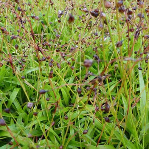 3 Luzules velue Igel - Luzula pilosa igel - Plantes