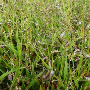 3 Luzules velue - Luzula pilosa - Plantes