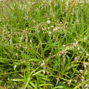 3 Luzules des bois Bromel - Luzula sylvatica bromel - Plantes