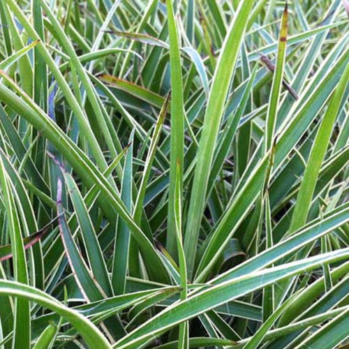 3 Luzules des bois Marginata - Luzula sylvatica marginata - Plantes