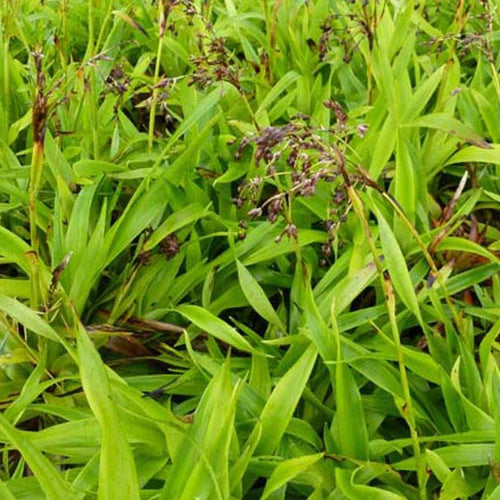 3 Luzules des bois Tauernpass - Luzula sylvatica tauernpass - Plantes