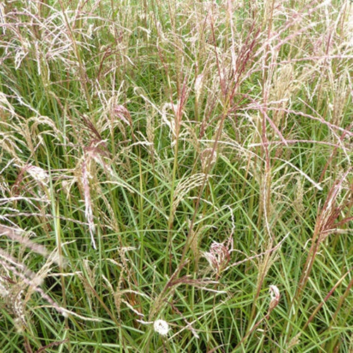 Eulalie Aperitif Roseau de Chine - Miscanthus sinensis aperitif - Plantes